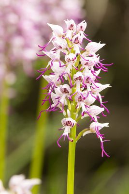 AAPJESORCHIS - Orchis simia - MONKEY ORCHID