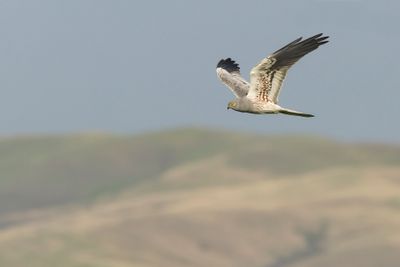 2J3A7453.jpg