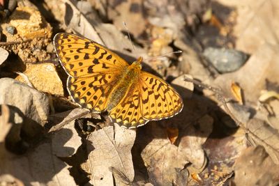 ZILVERVLEK - Boloria euphrosyne - PEARL-BORDERED FRITILLARY