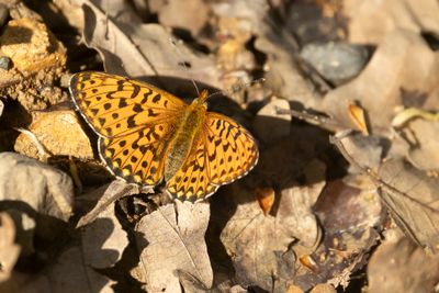 ZILVERVLEK - Boloria euphrosyne - PEARL-BORDERED FRITILLARY