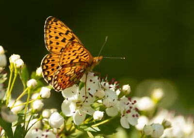 ZILVERVLEK - Boloria euphrosyne - PEARL-BORDERED FRITILLARY