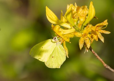 CITROENVLINDER - Gonepteryx rhamni - BRIMSTONE