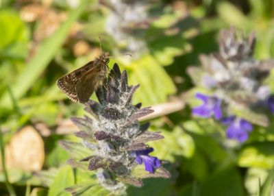BRUIN DIKKOPJE - Erynnis tages - DINGY SKIPPER