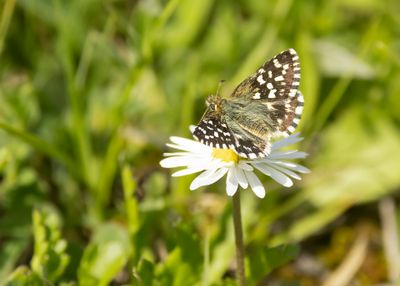 AARDBEIVLINDER - Pyrgus malvae - GRIZZLED SKIPPER