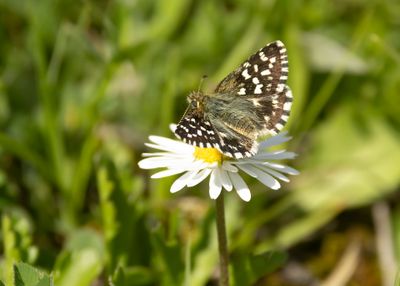 AARDBEIVLINDER - Pyrgus malvae - GRIZZLED SKIPPER