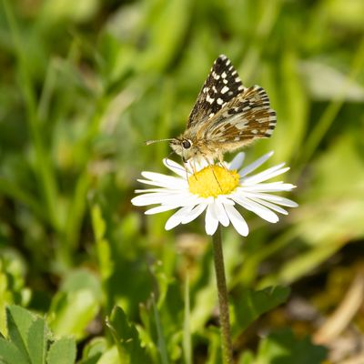 AARDBEIVLINDER - Pyrgus malvae - GRIZZLED SKIPPER