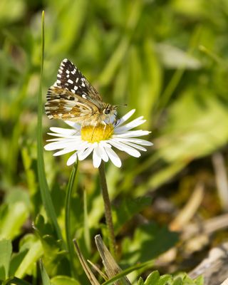 AARDBEIVLINDER - Pyrgus malvae - GRIZZLED SKIPPER