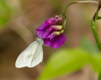 BOSWITJE - Leptidea sinapis - WOOD WHITE - PIÉRIDE DE LA MOUTARDE
