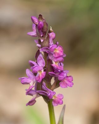 ROMEINS HANDEKENSKRUID - Dactylorhiza romana - ROMAN ORCHID