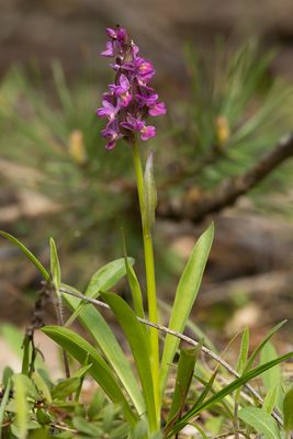 ROMEINS HANDEKENSKRUID - Dactylorhiza romana - ROMAN ORCHID