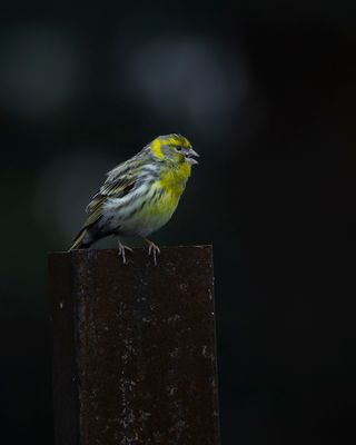 2J3A7920.jpg