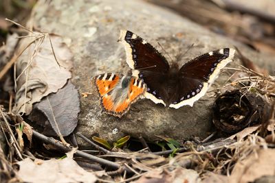 ROUWMANTEL - Nymphalis antiopa - CAMBERWELL BEAUTY