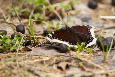 ROUWMANTEL - Nymphalis antiopa - CAMBERWELL BEAUTY