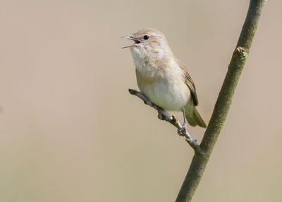 GARDEN WARBLER - Sylvia borin - TUINFLUITER