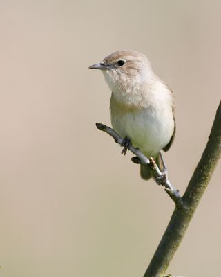 GARDEN WARBLER - Sylvia borin - TUINFLUITER