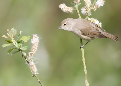 GARDEN WARBLER - Sylvia borin - TUINFLUITER