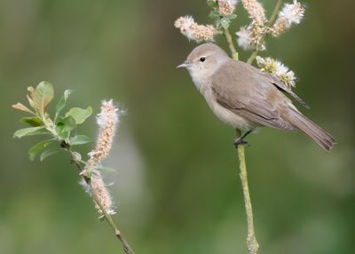 GARDEN WARBLER - Sylvia borin - TUINFLUITER