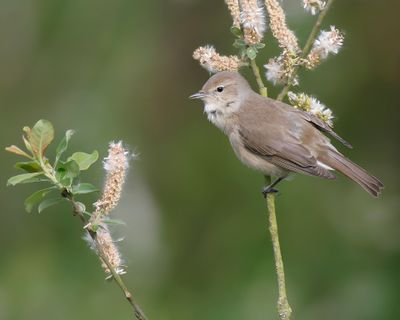 GARDEN WARBLER - Sylvia borin - TUINFLUITER