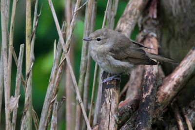 GARDEN WARBLER - Sylvia borin - TUINFLUITER