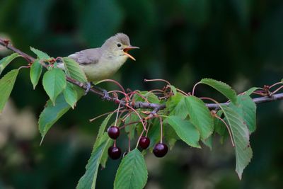 ICTERINE WARBLER - Hippolais icterina - SPOTVOGEL