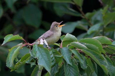 ICTERINE WARBLER - Hippolais icterina - SPOTVOGEL