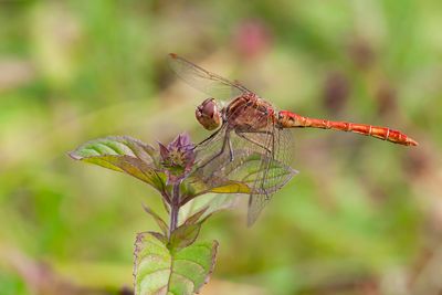 ZUIDELIKE HEIDELIBEL - Sympetrum meridionale - SOUTHERN DARTER - SYMPÉTRUM MÉRIDIONAL