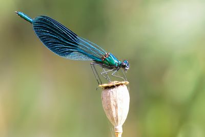 WEIDEBEEKJUFFER - Calopteryx splendens - BANDED DEMOISELLE - CALOPTÉRIX ÉCLATANT