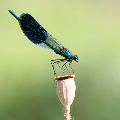 WEIDEBEEKJUFFER - Calopteryx splendens - BANDED DEMOISELLE - CALOPTÉRIX ÉCLATANT