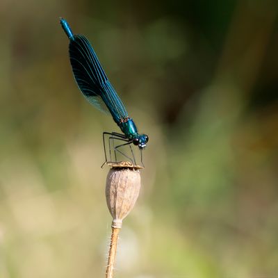 WEIDEBEEKJUFFER - Calopteryx splendens - BANDED DEMOISELLE - CALOPTÉRIX ÉCLATANT