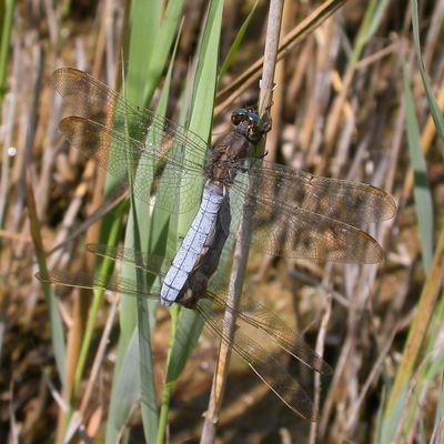 BEEKOEVERLIBEL - Orthetrum coerulescens - KEELED SKIMMER - ORTHÉTRUM BLEUISSANT