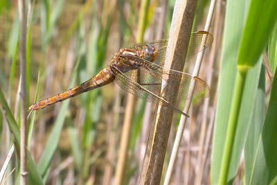 BEEKOEVERLIBEL - Orthetrum coerulescens - KEELED SKIMMER - ORTHÉTRUM BLEUISSANT