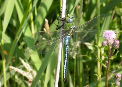 GROTE KEIZERLIBEL - Anax imperator - BLUE EMPEROR - ANAX EMPEROR