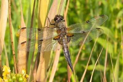 VIERVLEK - Libellula quadrimaculata - FOUR-SPOTTED CHASER - LIBELLULE À QUATRE TACHES