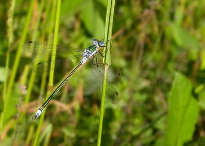 GEWONE PANTSERJUFFER - Lestes sponsa - COMMON SPREADWING - LESTE FIANCÉ