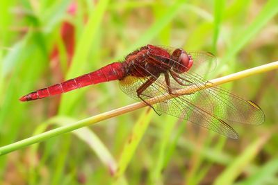 VUURLIBEL - Crocothemis erythraea - BROAD SCARLET - LIBELLULE ÉCARLATE