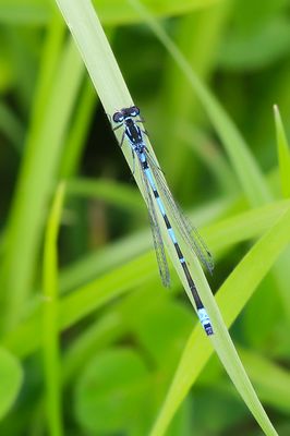 VARIABELE WATERJUFFER  - Coenagrion pulchellum - VARIABLE BLEUET - AGRION  EXCLAMATIF