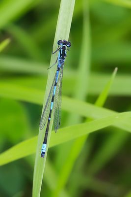 VARIABELE WATERJUFFER - Coenagrion pulchellum - VARIABLE BLEUET - AGRION EXCLAMATIF