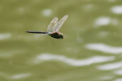 ZUIDELIJKE KEIZERLIBEL - Anax parthenope - LESSER EMPEROR - ANAX NAPOLITAN