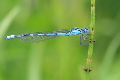 WATERSNUFFEL - Enallagma cyathigerum - COMMON BLEUET - AGRION PORTE-COUPE