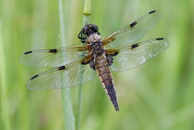 VIERVLEK - Libellula quadrimaculata - FOUR-SPOTTED CHASER - LIBELLULE À QUATRE TACHES