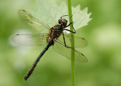 SMARAGDLIBEL - Cordulia aenea - DOWNY EMERALD - CORDULIE BRONZÉE