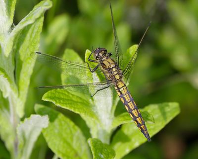 GEWONE OEVERLIBEL - Orthetrum cancellatum - BLACK-TAILED SKIMMER - ORTHÉTRUM RÉTICULÉ