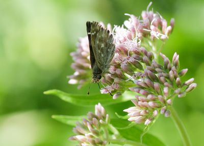 KAASJESKRUIDDIKKOPJE - Carcharodus alceae - MALLOW SKIPPER - HESPÉRIE DE L'ALCÉE