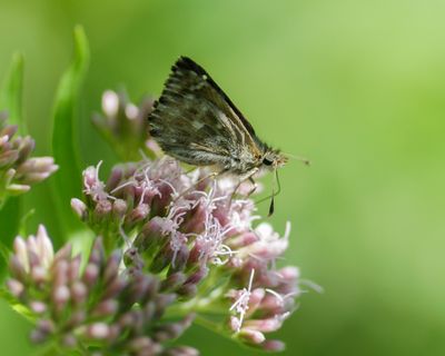 KAASJESKRUIDDIKKOPJE - Carcharodus alceae - MALLOW SKIPPER - HESPÉRIE DE L'ALCÉE