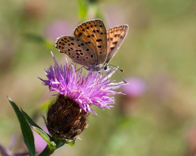 BRUINE VUURVLINDER - Lycaena tityrus - SOOTY COPPER - CUIVRÉ FULIGINEUX