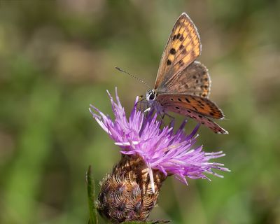BRUINE VUURVLINDER - Lycaena tityrus - SOOTY COPPER - CUIVRÉ FULIGINEUX