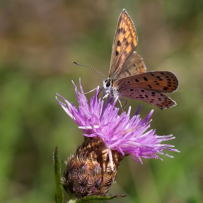 BRUINE VUURVLINDER - Lycaena tityrus - SOOTY COPPER - CUIVRÉ FULIGINEUX