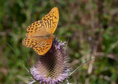KEIZERSMANTEL - Argynnis paphia - SILVER-WASHED FRITILLARY - TABAC D'ESPAGNE