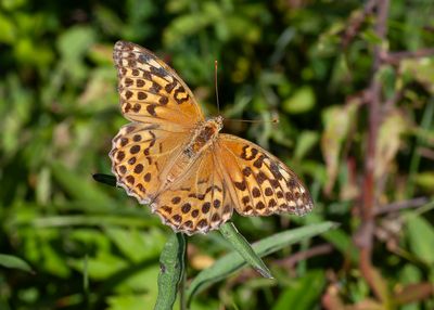 KEIZERSMANTEL - Argynnis paphia - SILVER-WASHED FRITILLARY - TABAC D'ESPAGNE