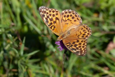 KEIZERSMANTEL - Argynnis paphia - SILVER-WASHED FRITILLARY - TABAC D'ESPAGNE